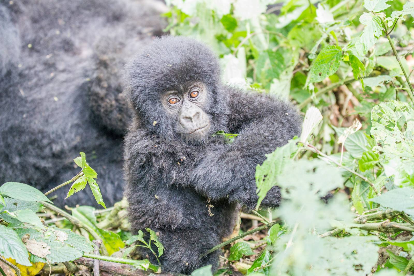 Baby Mountain gorilla in the Virunga National Park, Democratic Republic Of Congo.