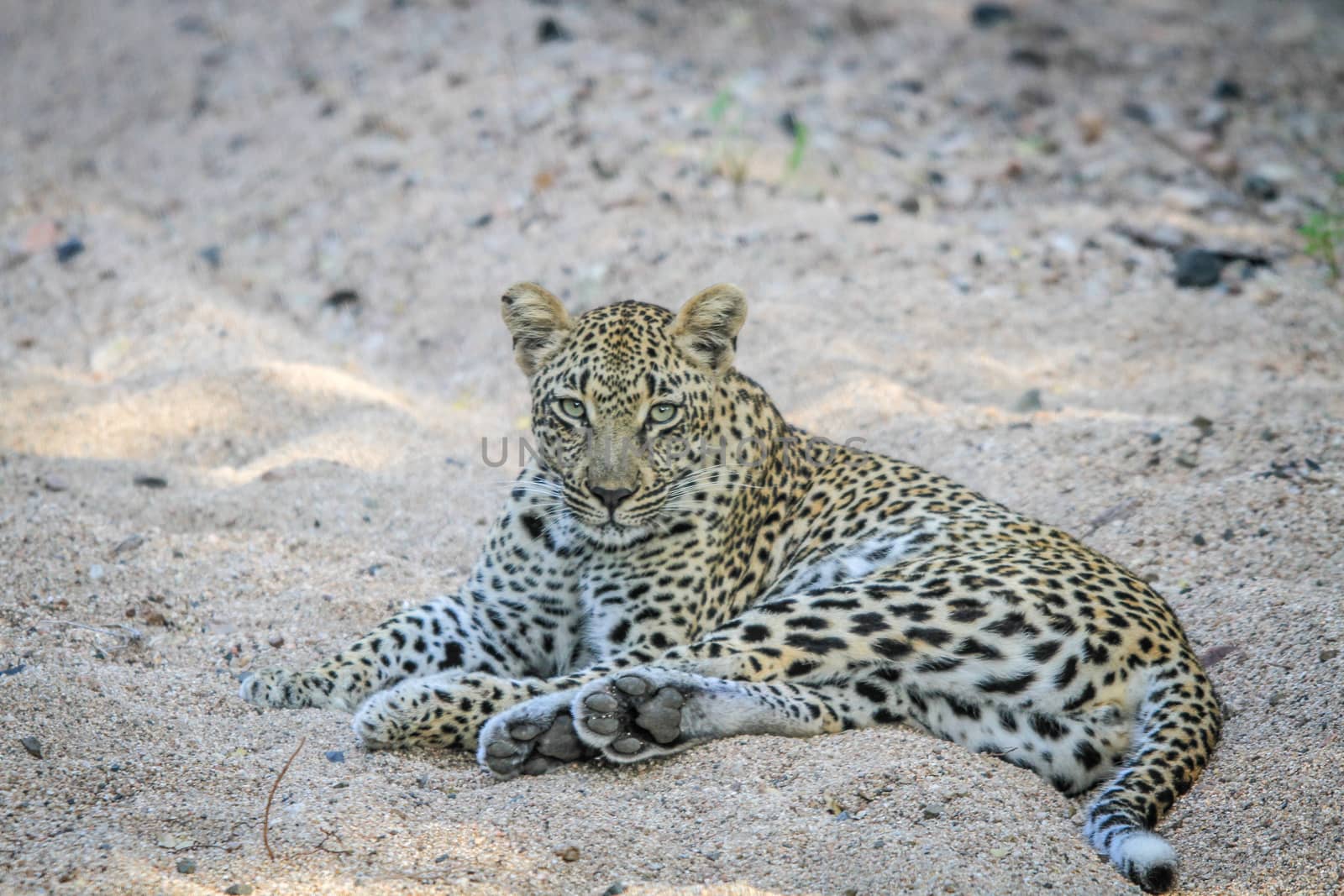 Leopard laying in the sand in the Sabi Sands, South Africa.