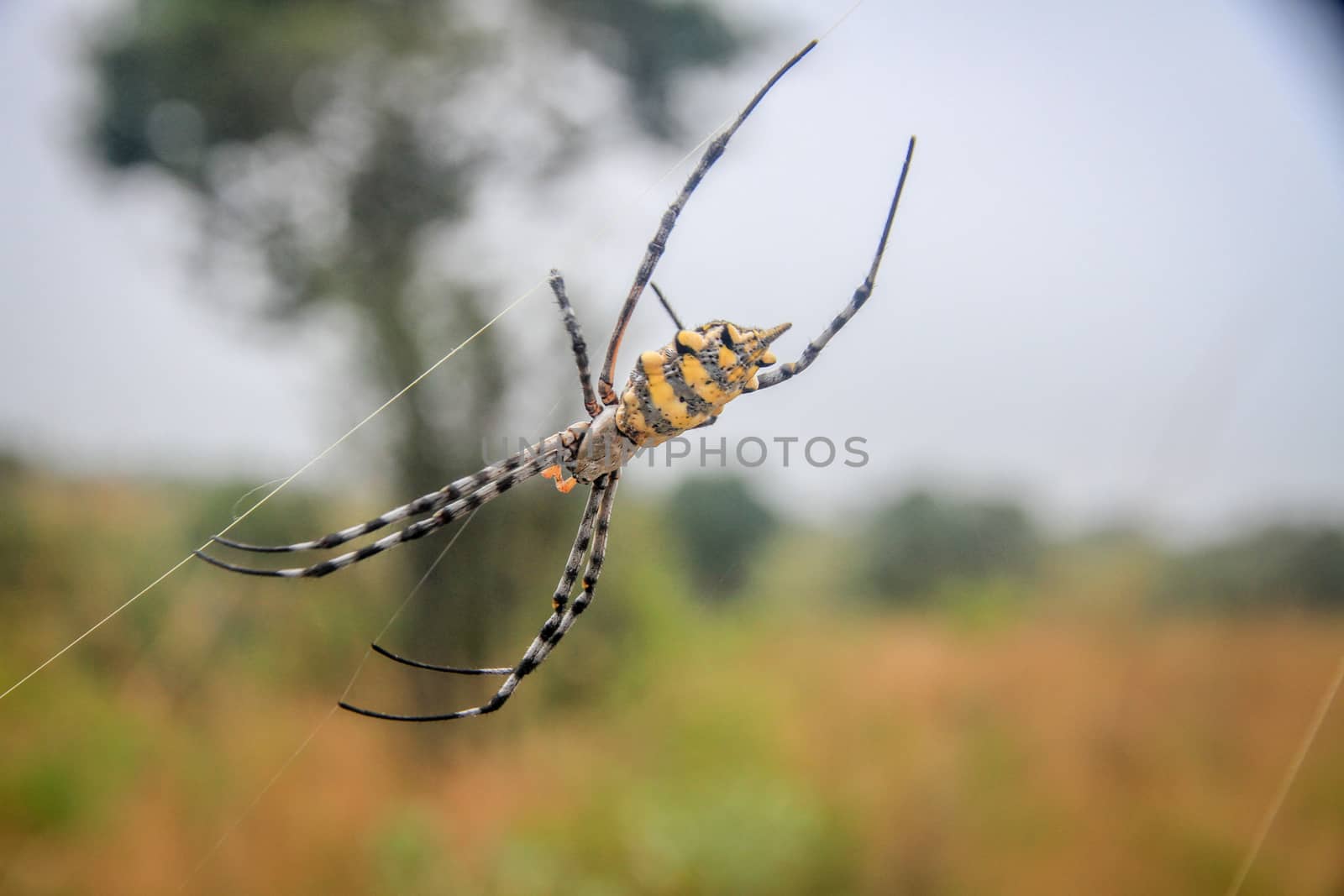 Female Black and yellow garden spider in the Selati Game Reserve. by Simoneemanphotography