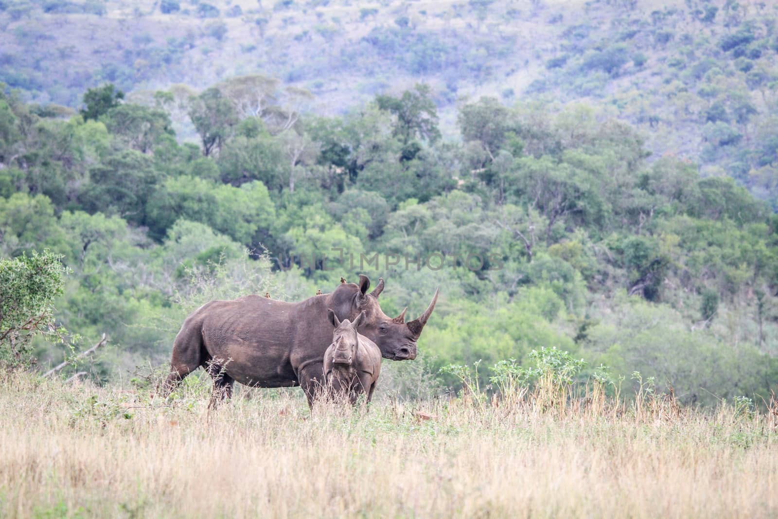 White rhino mother with young in the grass, South Africa.