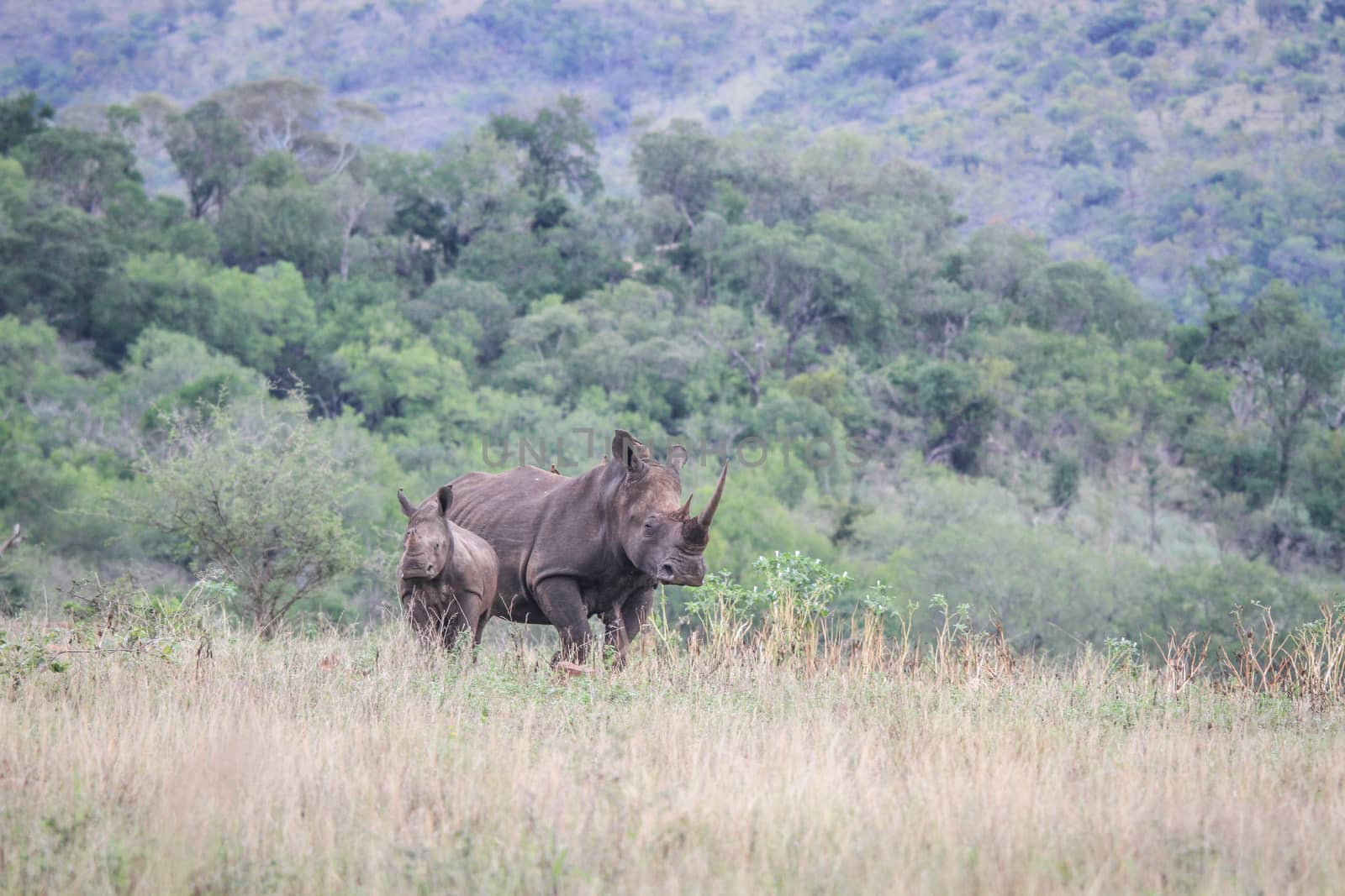 Starring mother White rhino and young, South Africa.