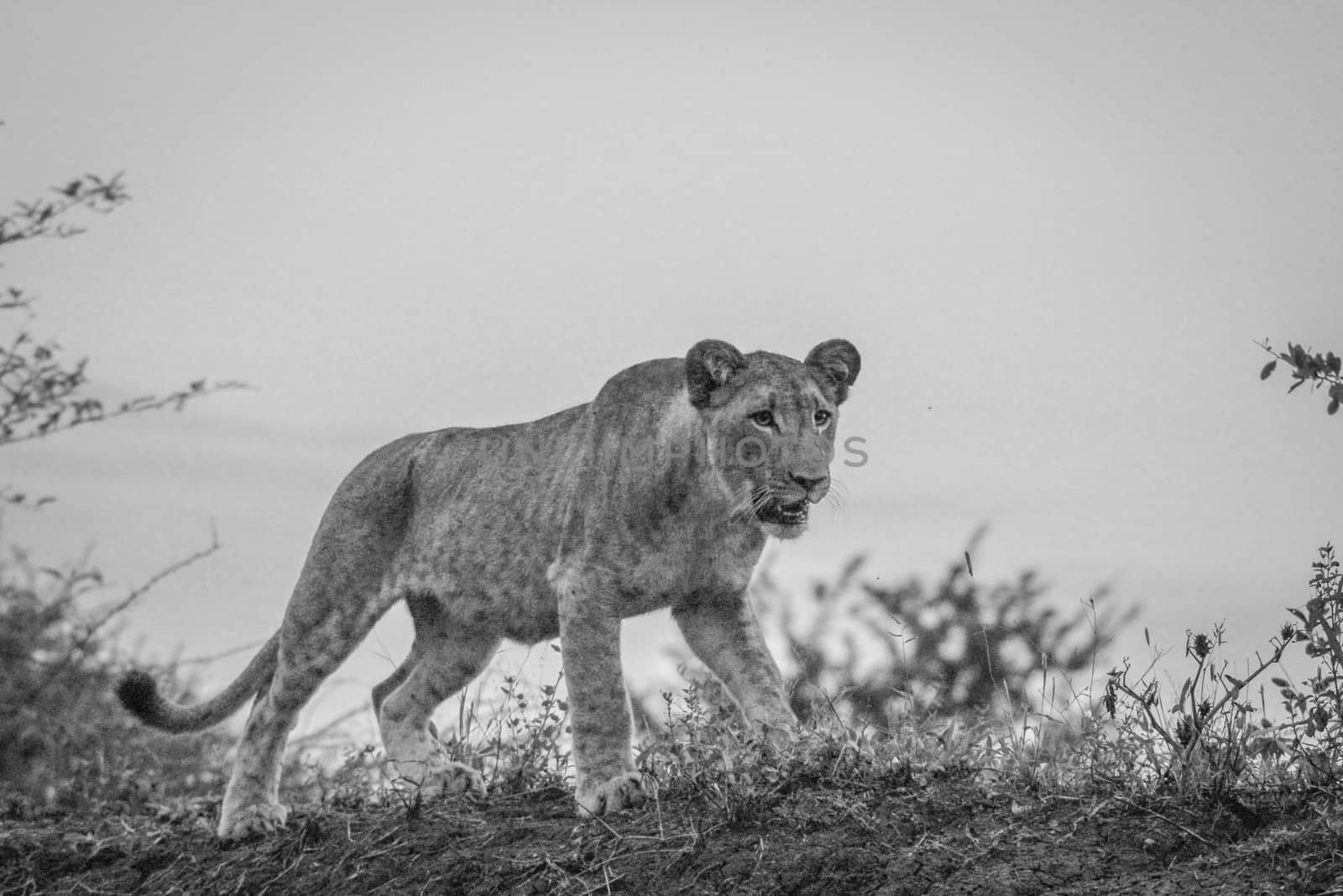 Walking Lion cub in black and white in the Mkuze Game reserve, South Africa.