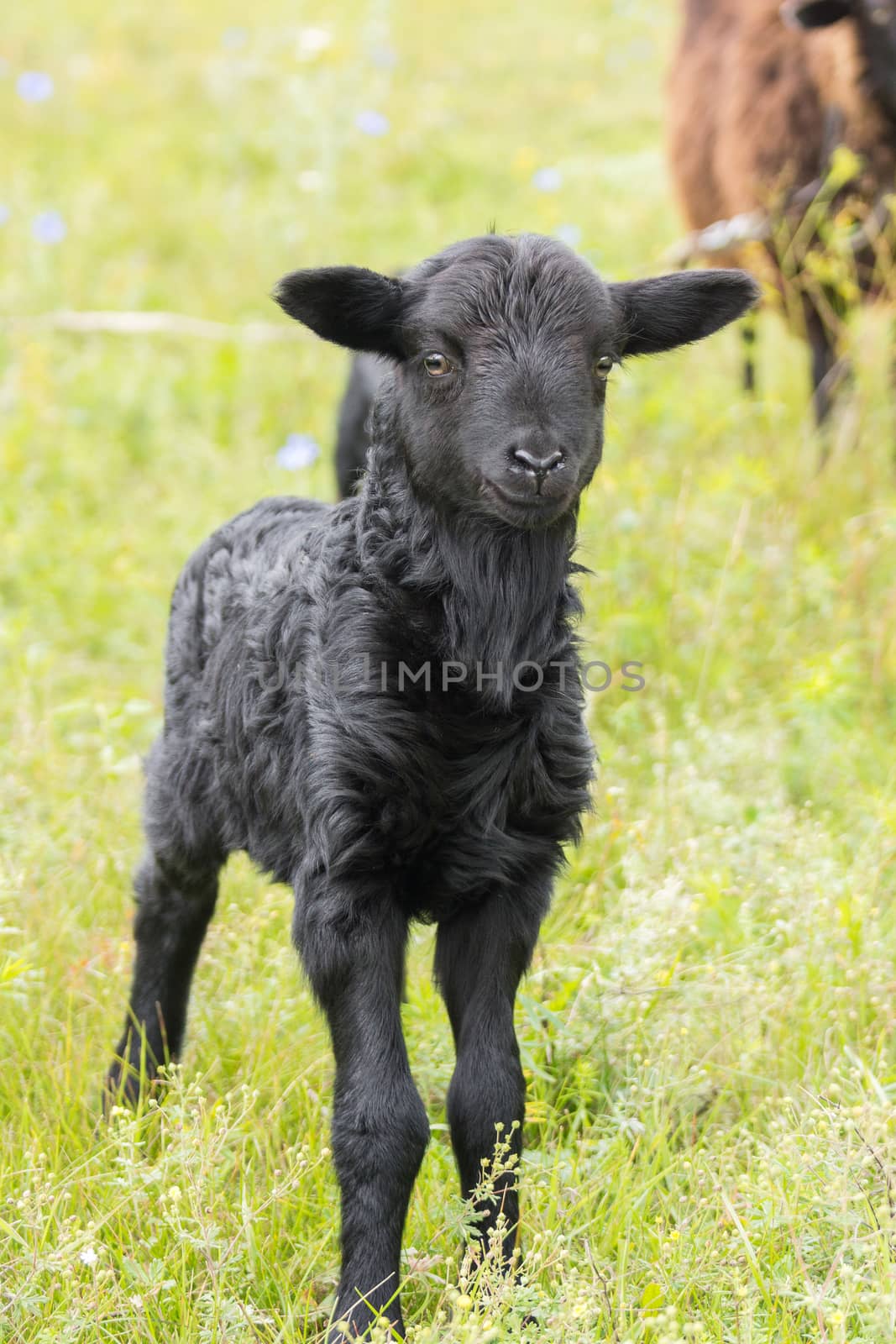 lamb in a meadow by AlexBush