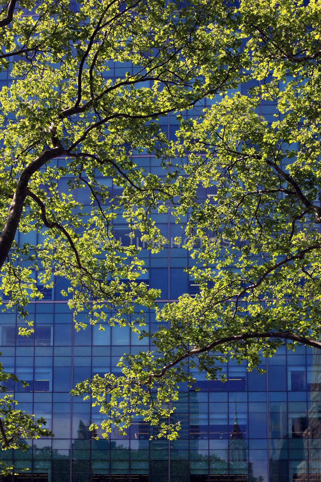 Spring blossoming trees on the background of office building