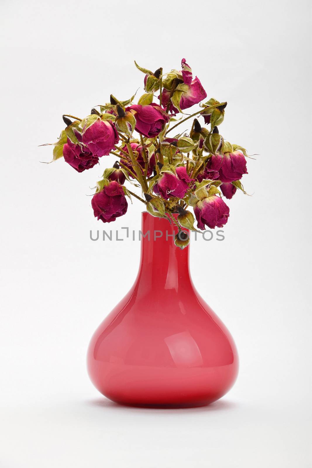 Dried-up red purple roses in pink vase isolated on white background with shade