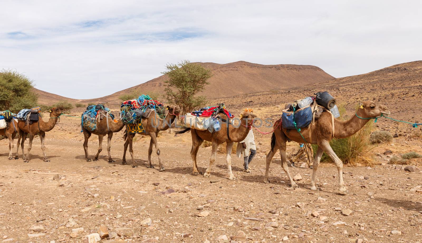 camel caravan going through the desert by Mieszko9