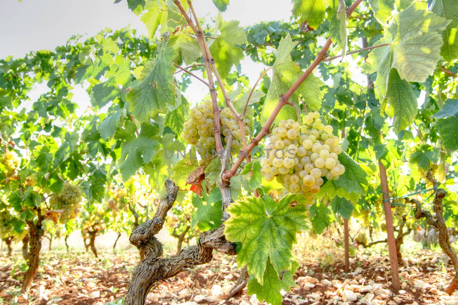 Representation of the little rows of grapes before harvesting