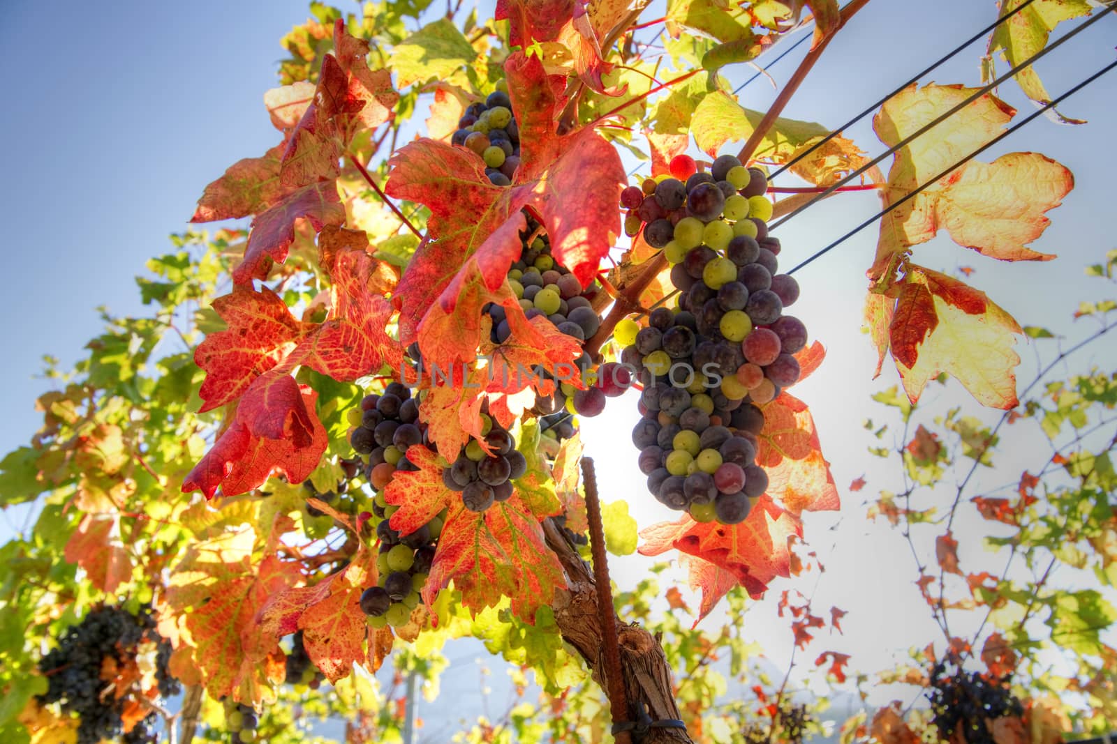 Rows of grapes by fotografiche.eu