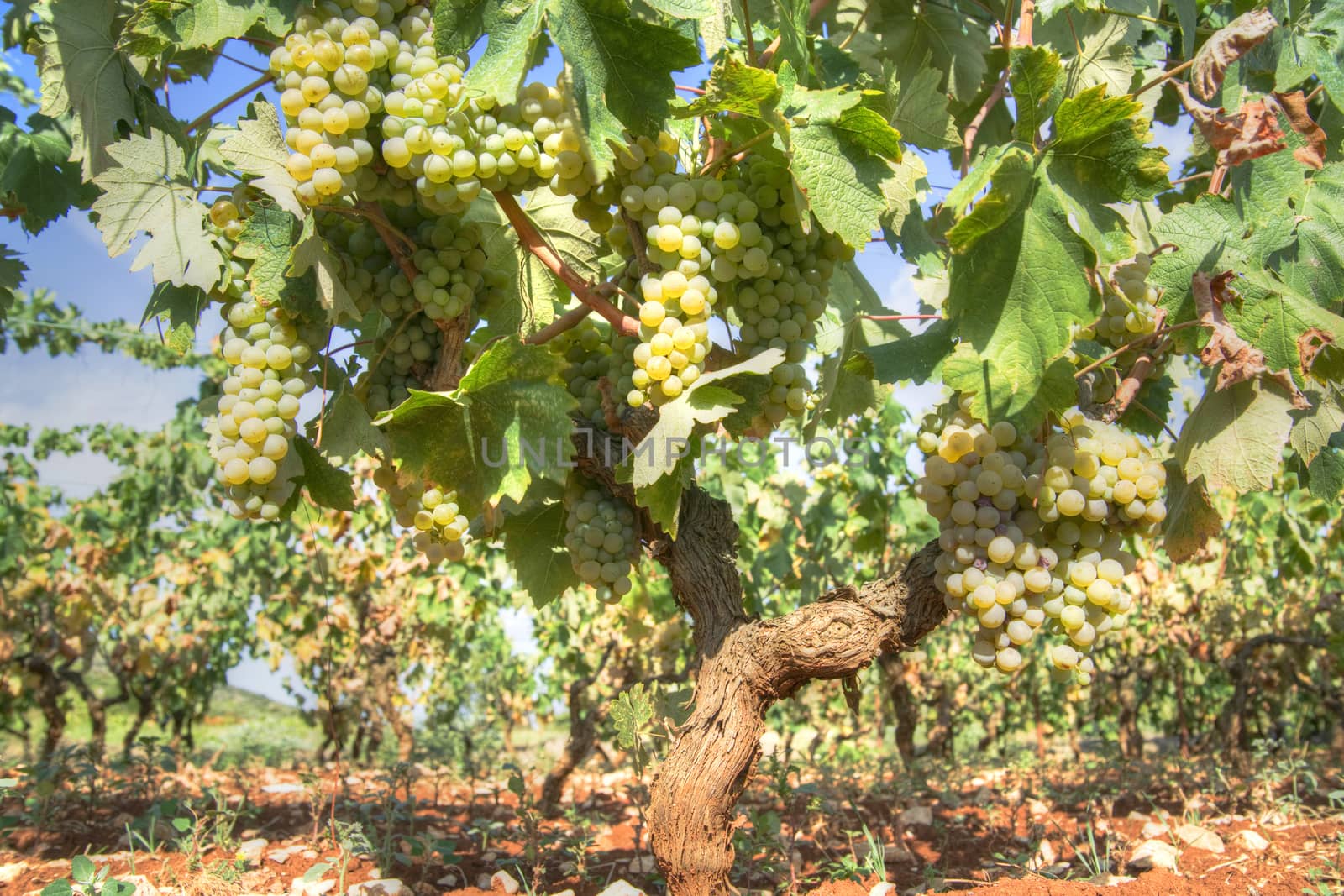 Rows of grapes by fotografiche.eu