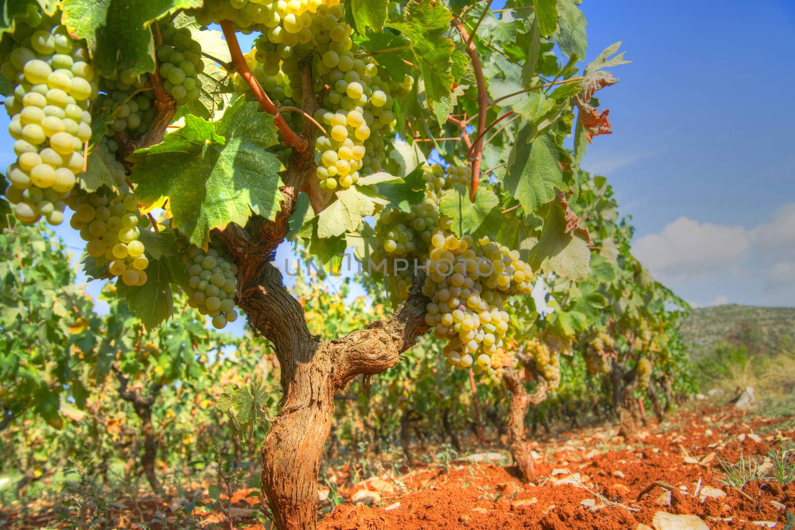 Rows of grapes by fotografiche.eu