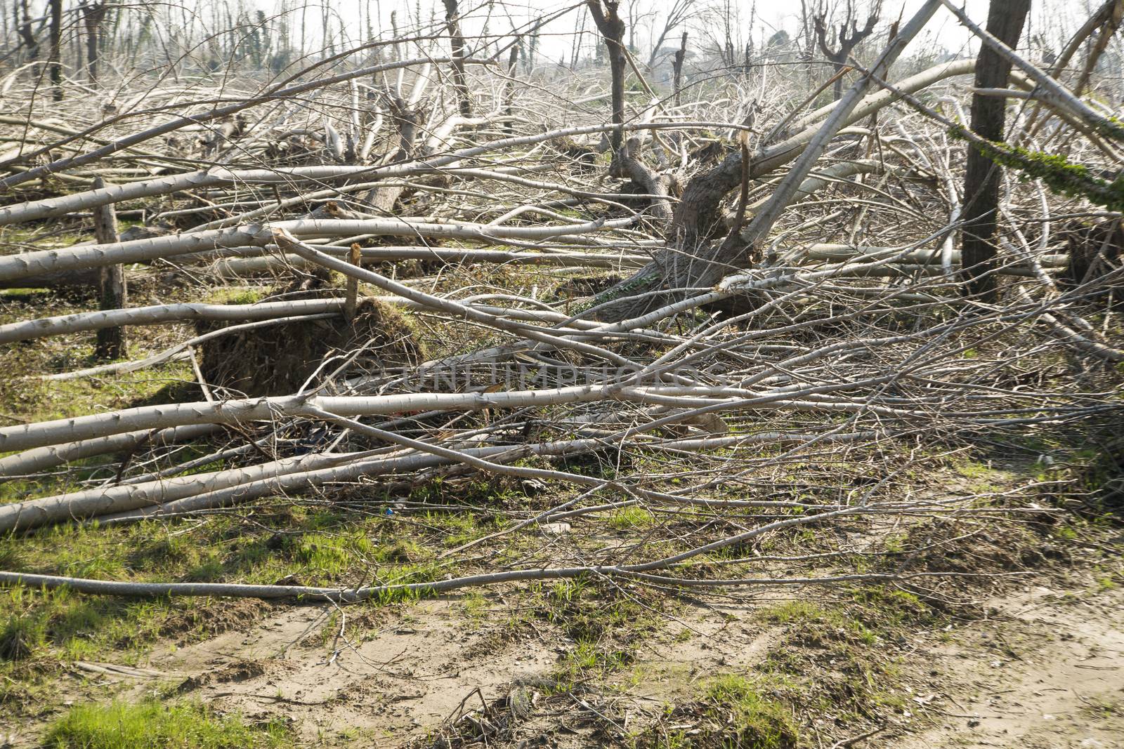 Devastation of tall trees following a whirlwind, Tuscany Italy