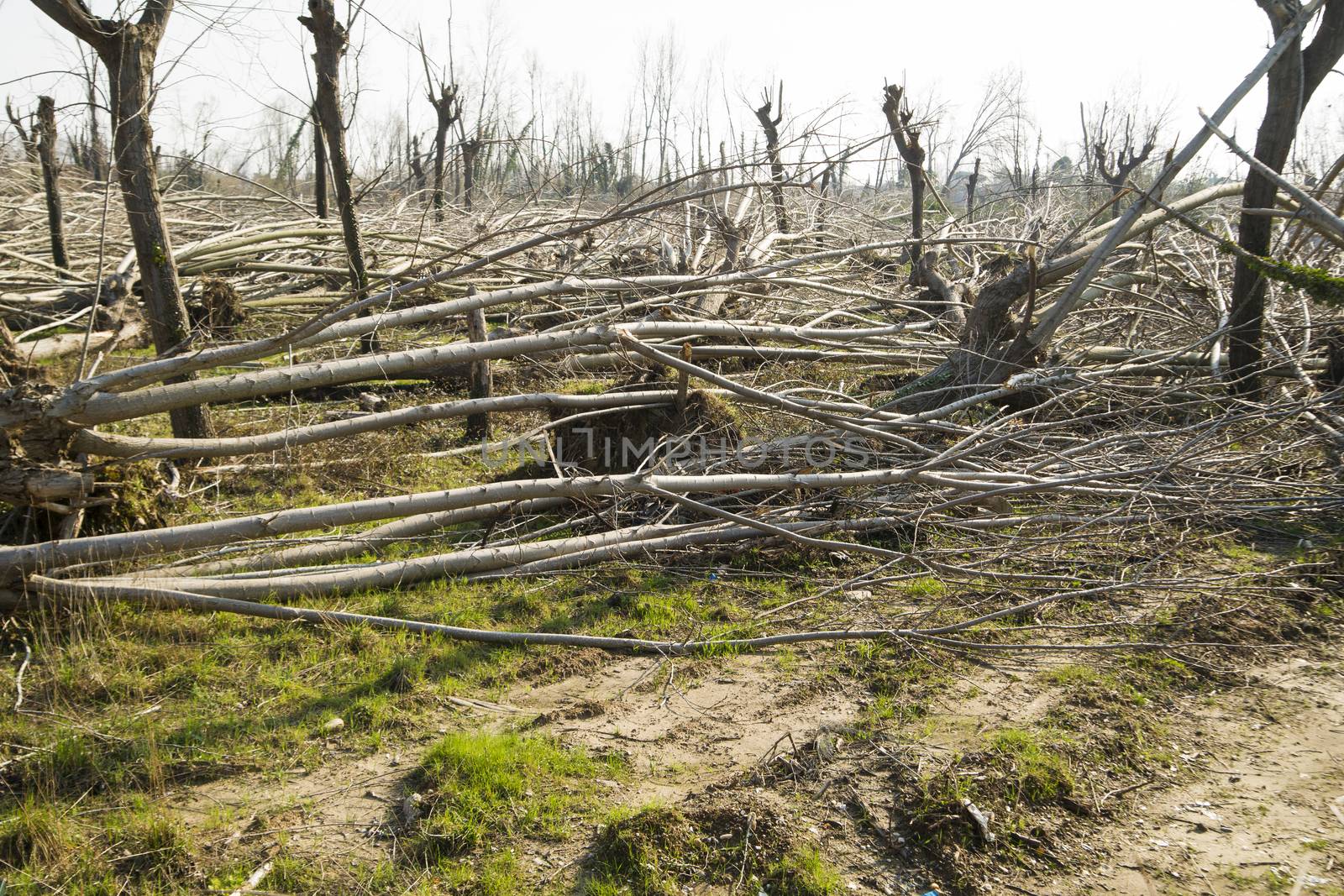 Devastation of tall trees following a whirlwind, Tuscany Italy