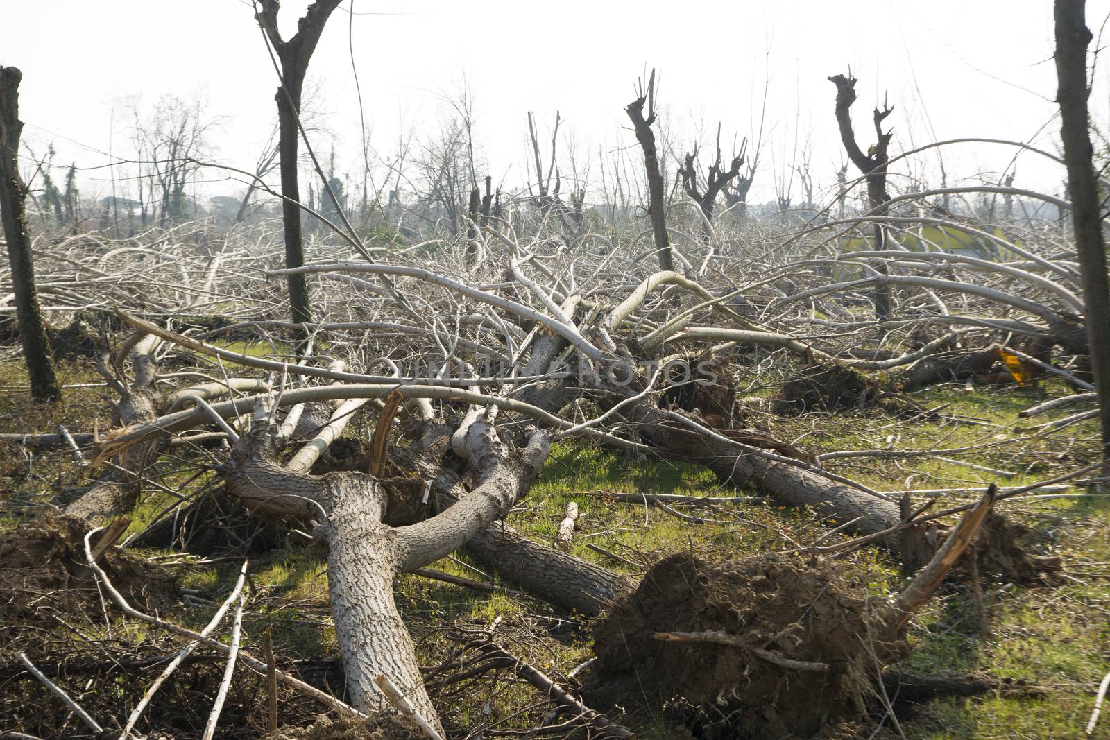 Devastation of tall trees following a whirlwind, Tuscany Italy
