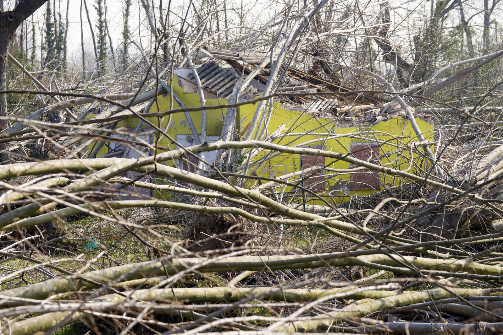 Devastation of tall trees following a whirlwind, Tuscany Italy