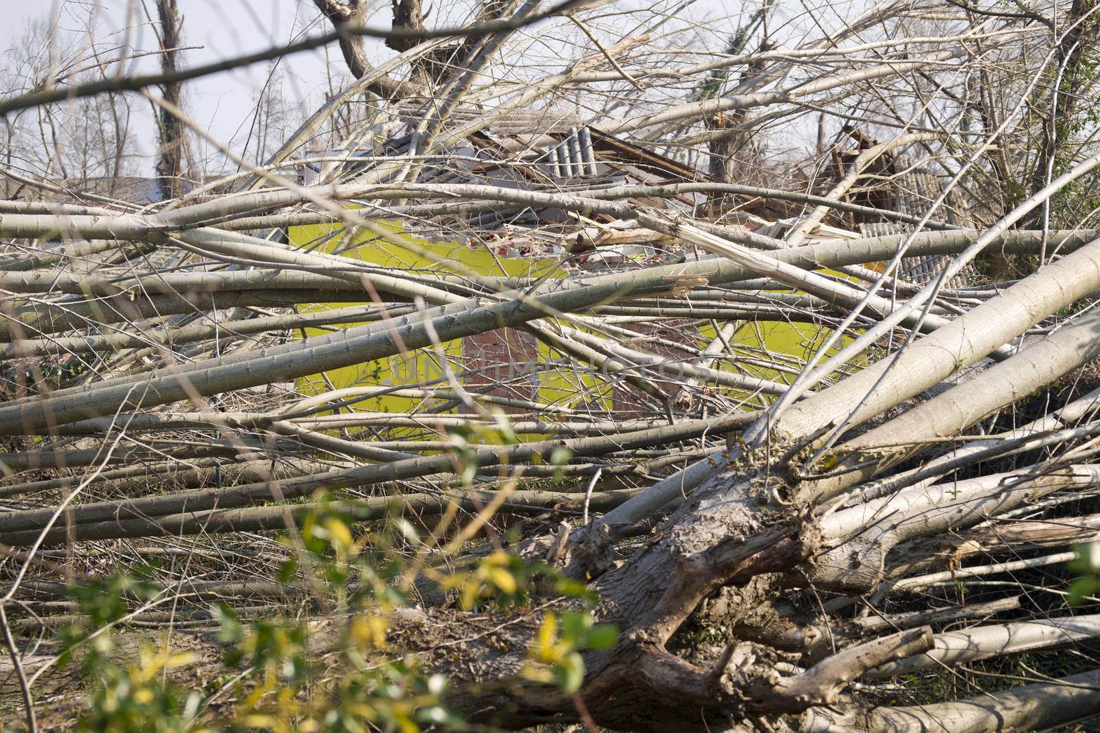 Devastation of tall trees following a whirlwind, Tuscany Italy