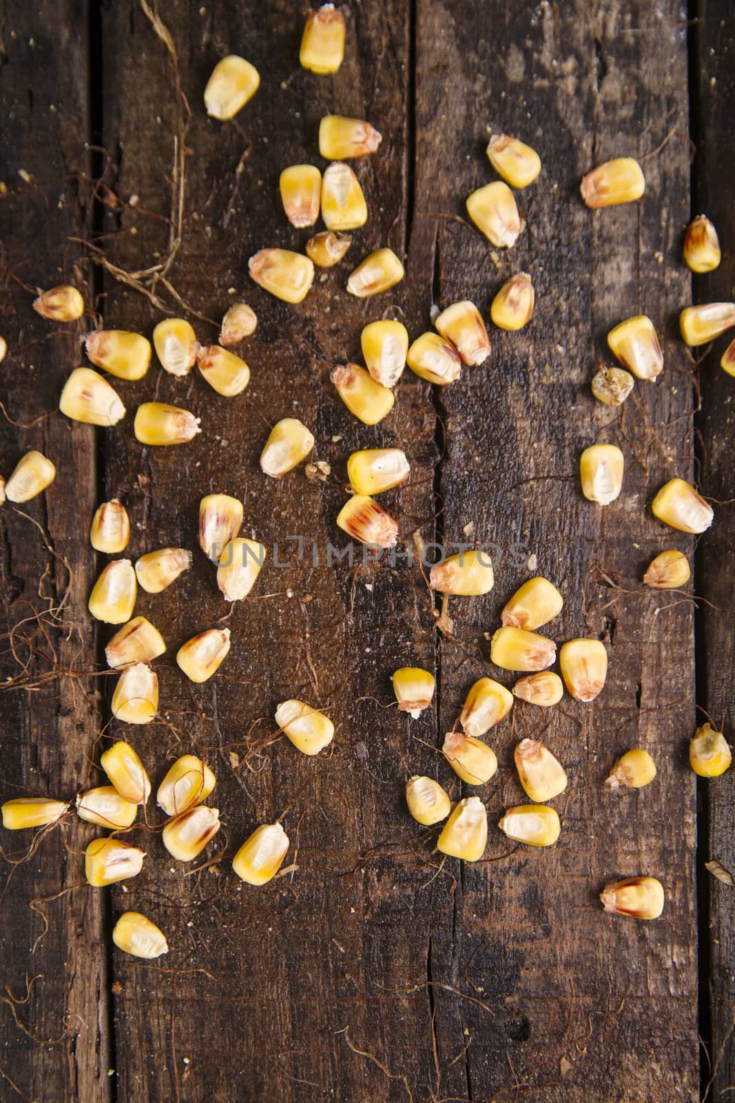 Beans dried corn by fotografiche.eu