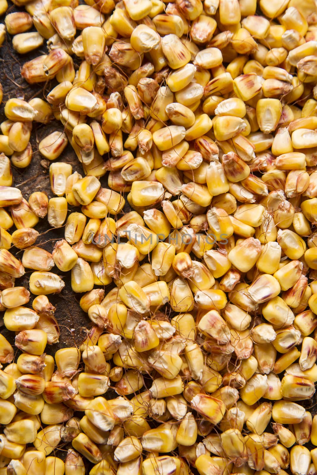 Representation of dried corn kernels ready for grinding