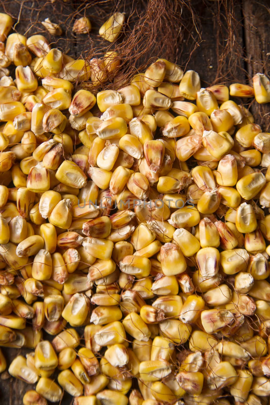 Representation of dried corn kernels ready for grinding