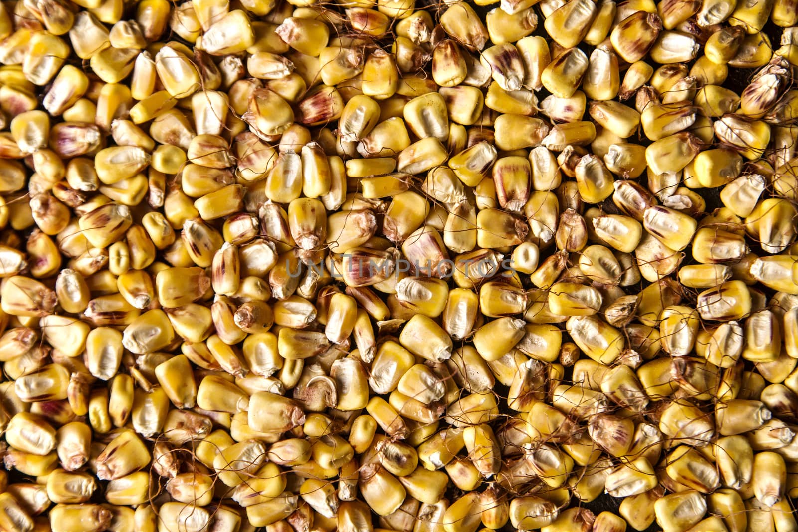 Representation of dried corn kernels ready for grinding