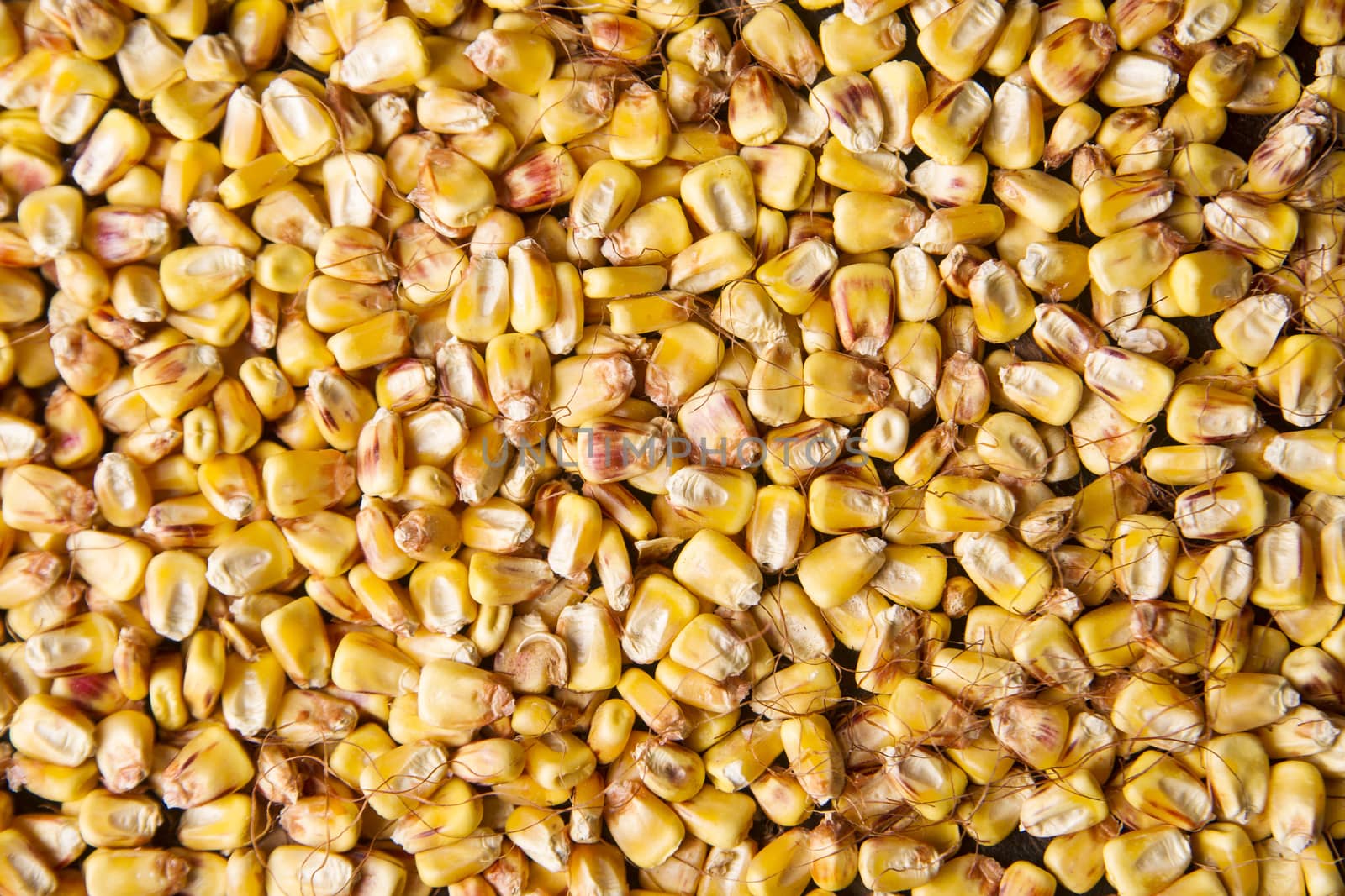 Representation of dried corn kernels ready for grinding