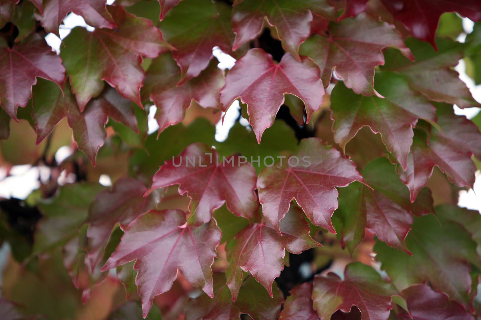 Autumn leaves