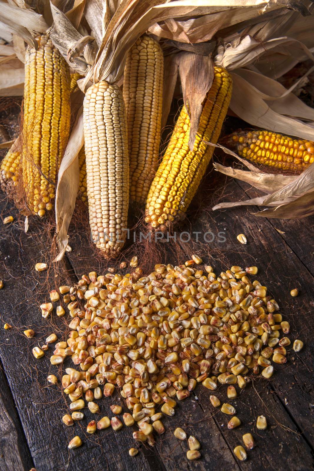 Maize cobs whole dried and ready for grinding
