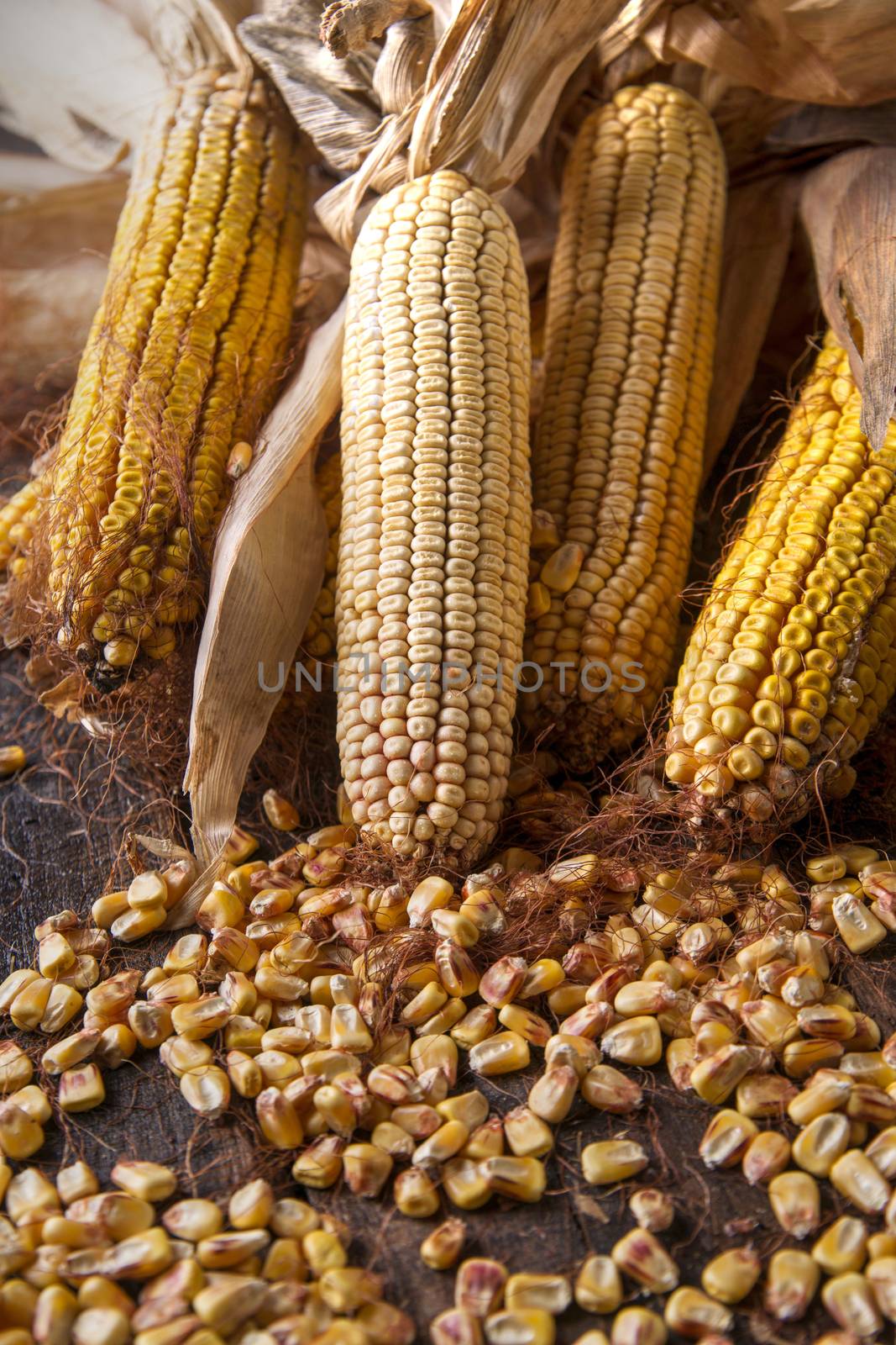 Maize cobs whole dried and ready for grinding
