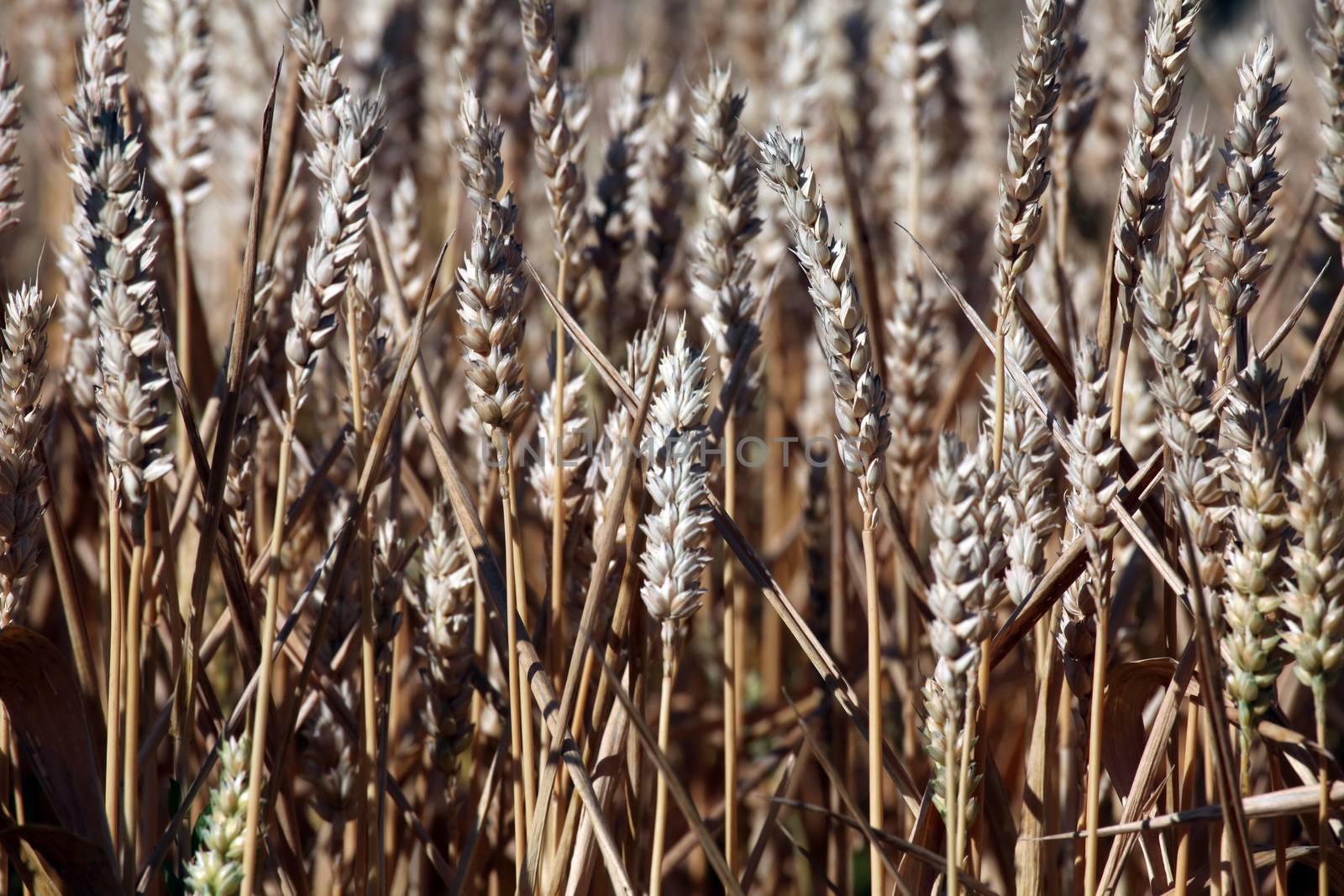 Wheat growing in field by atlas