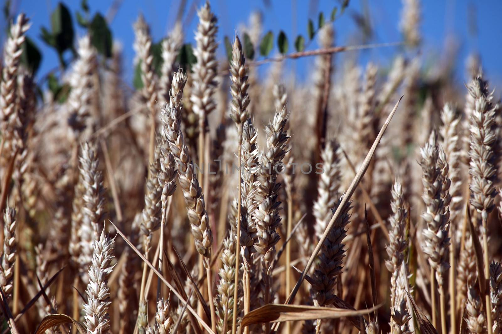 Wheat growing in field by atlas