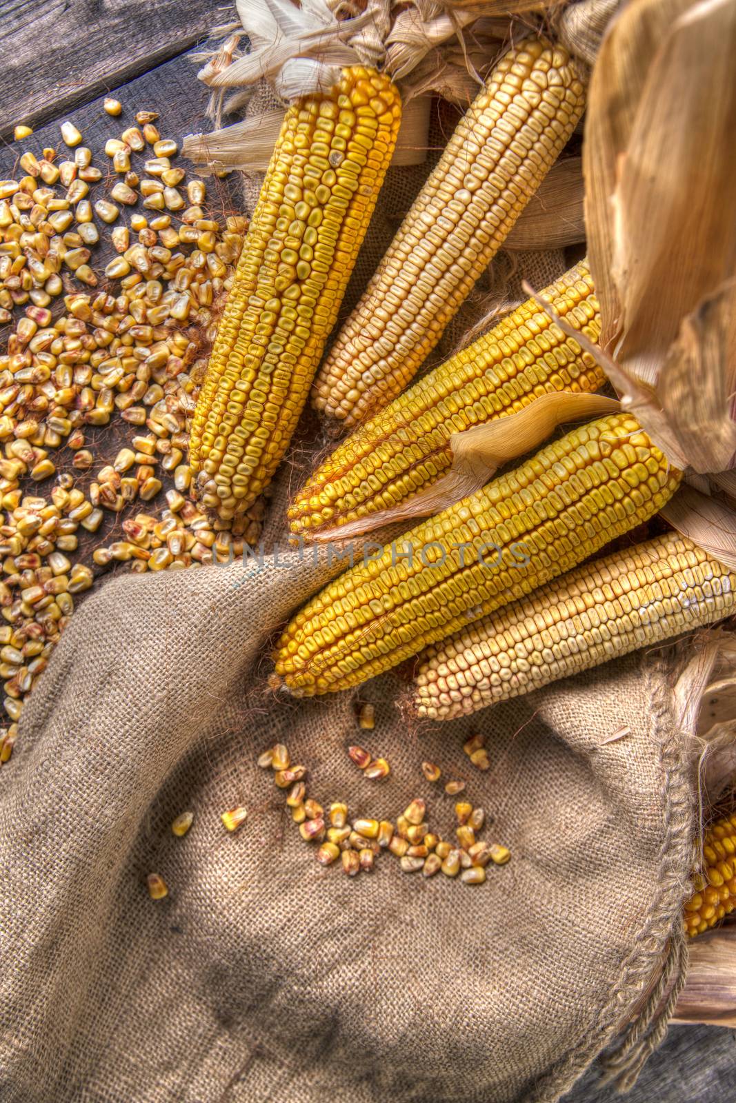 Maize cobs whole dried and ready for grinding
