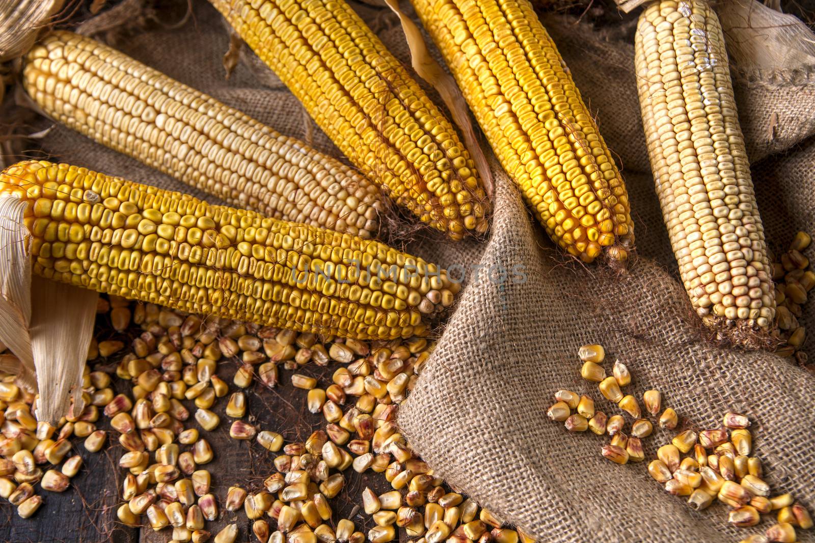 Maize cobs whole dried and ready for grinding
