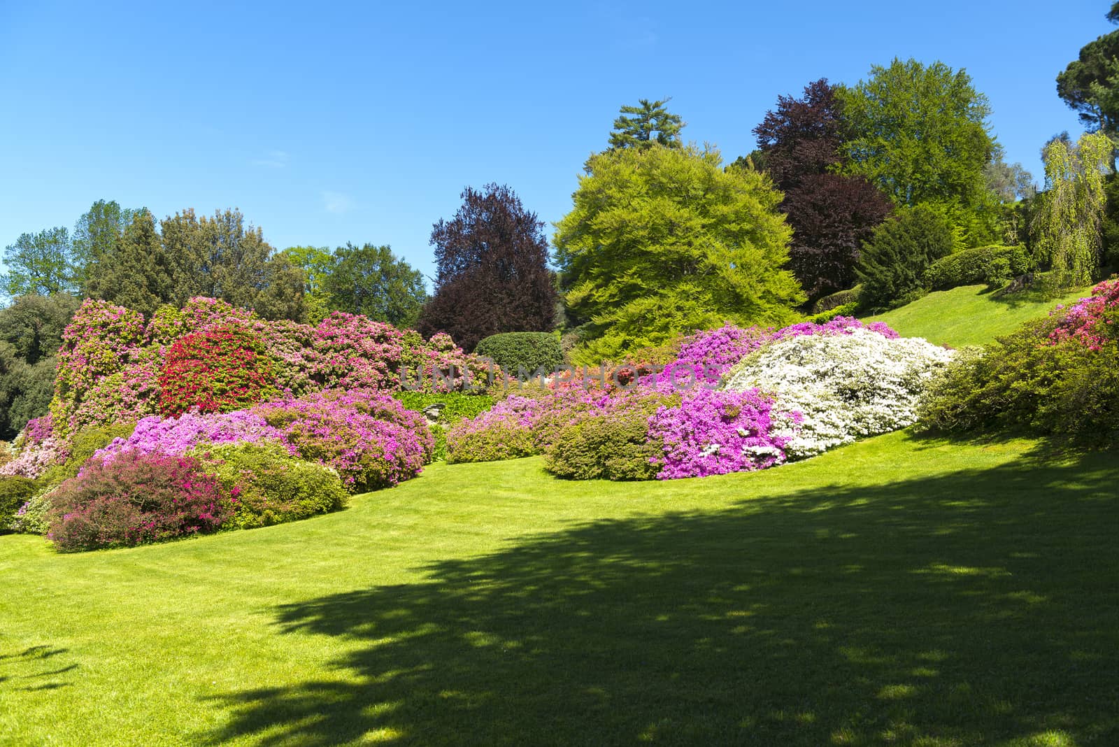 Flowers in the garden by Mdc1970