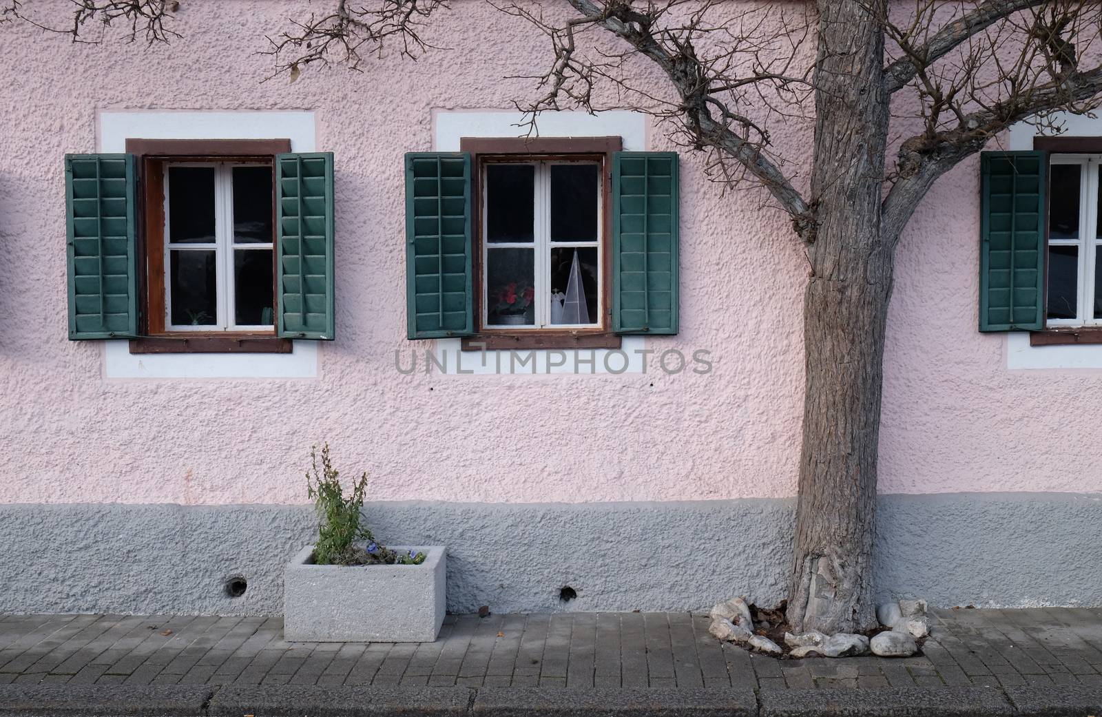 The tree grows next to the house in Hallstatt, Austria by atlas