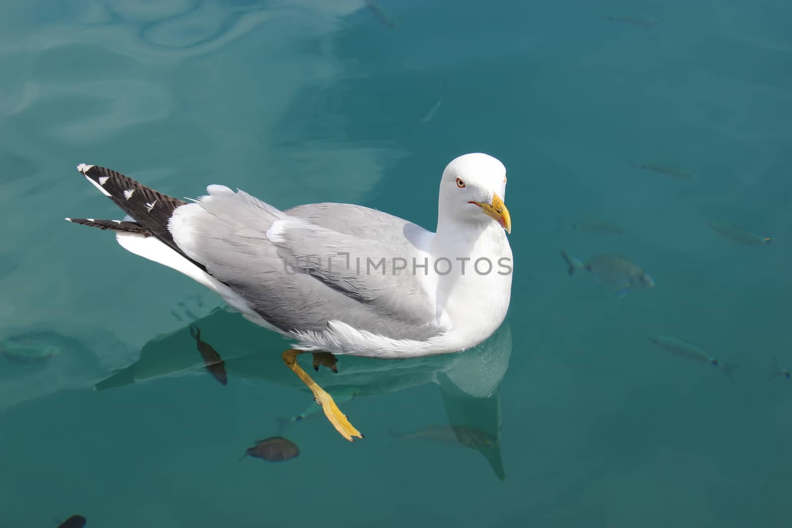 Seagull Swimming with the Fish in the Mediterranean Sea in Monaco