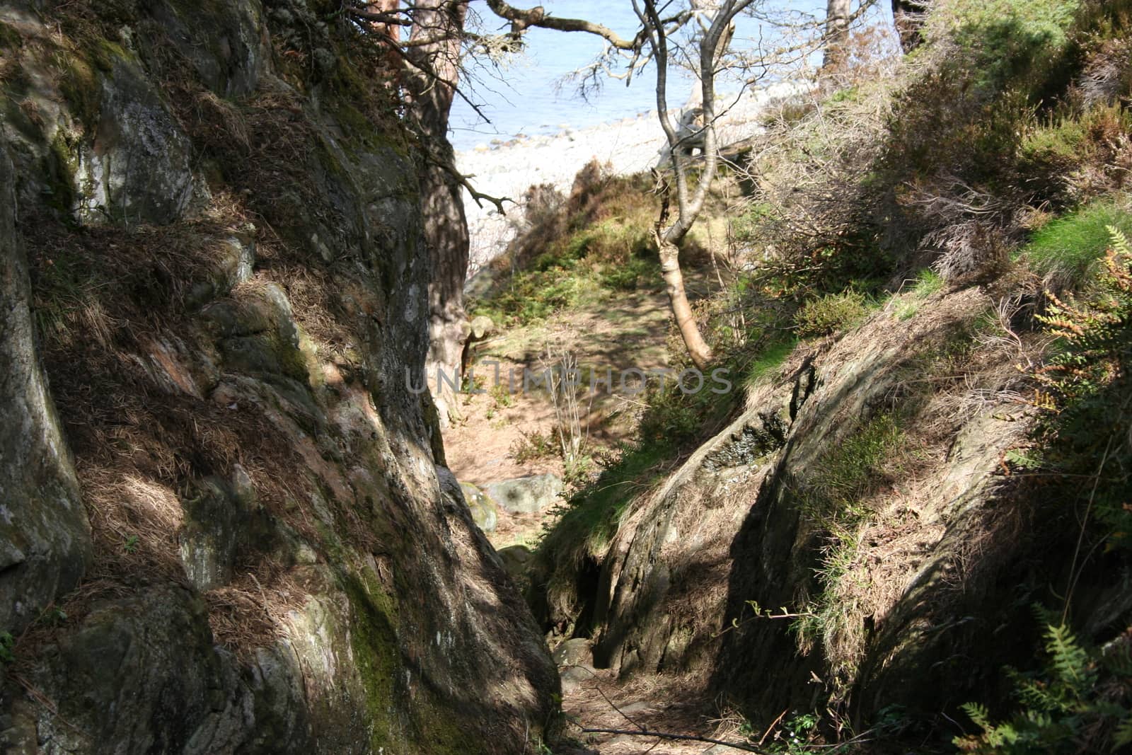 Forest by the sea