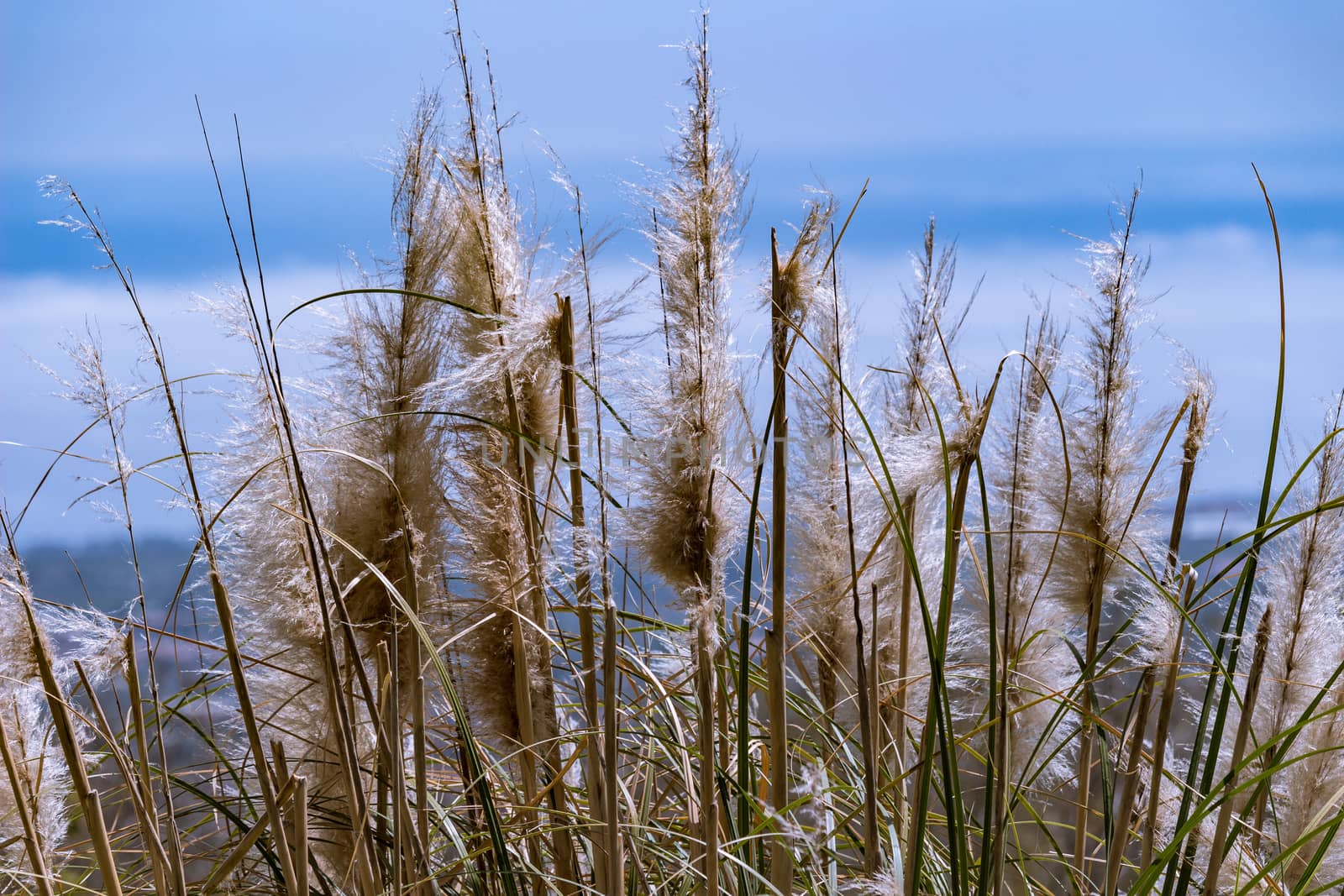 reeds on the sky by alanstix64