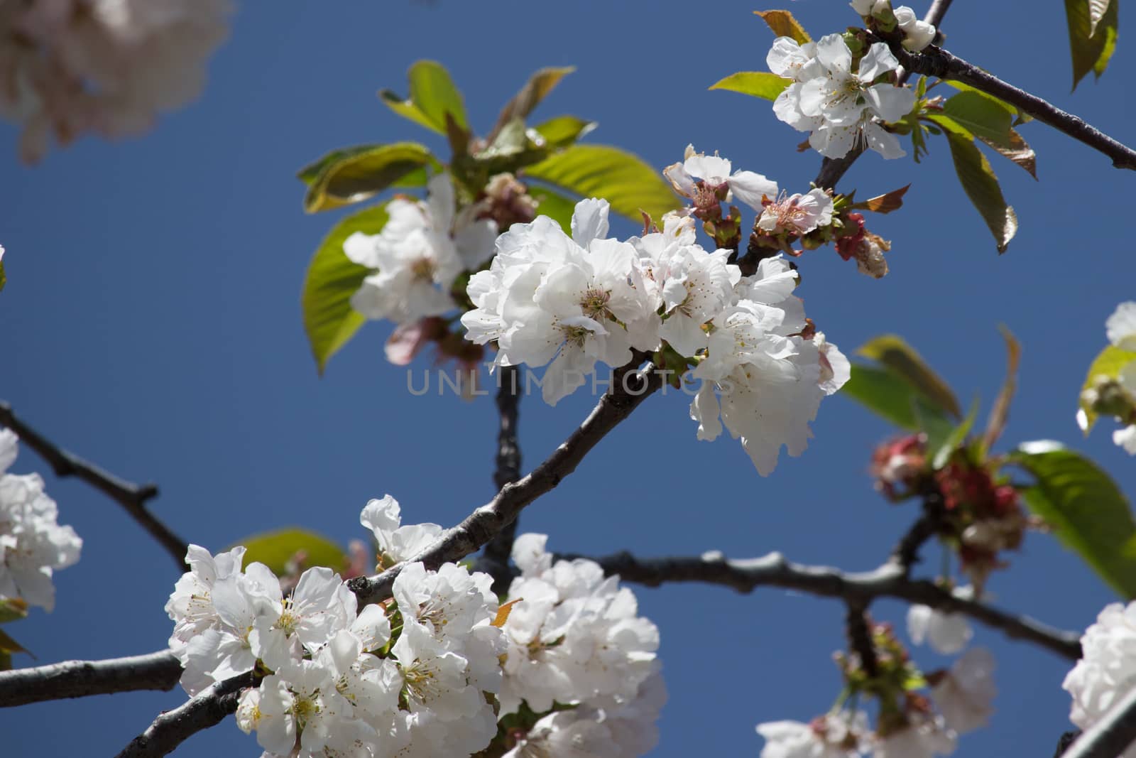 White peach blossom by alanstix64