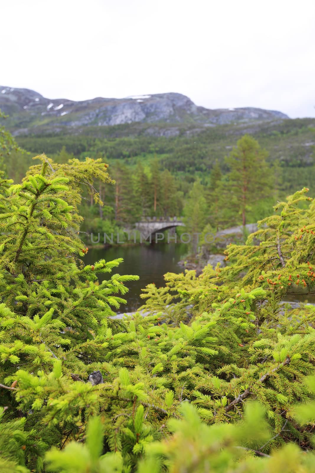 View on Tinnsja lake and forest at nasty summer day