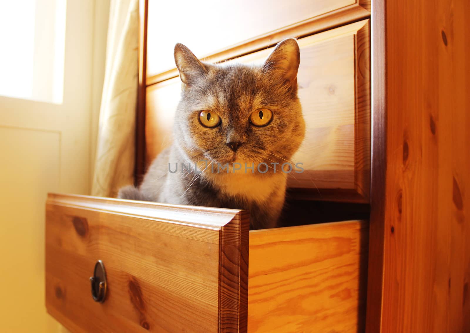 Grey Cat Lisa is sitting in a drawer. by olga_ovchinnikova