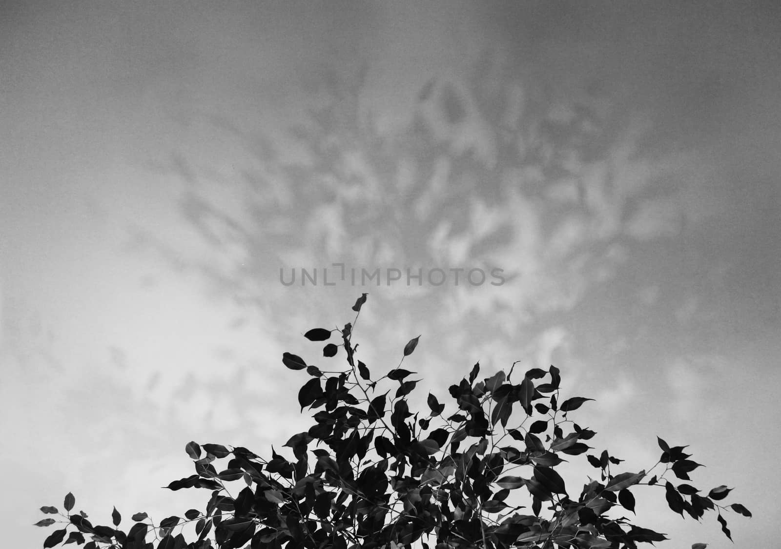Black-and-white image of fig (Ficus benjamina) and its shadow on the ceiling.