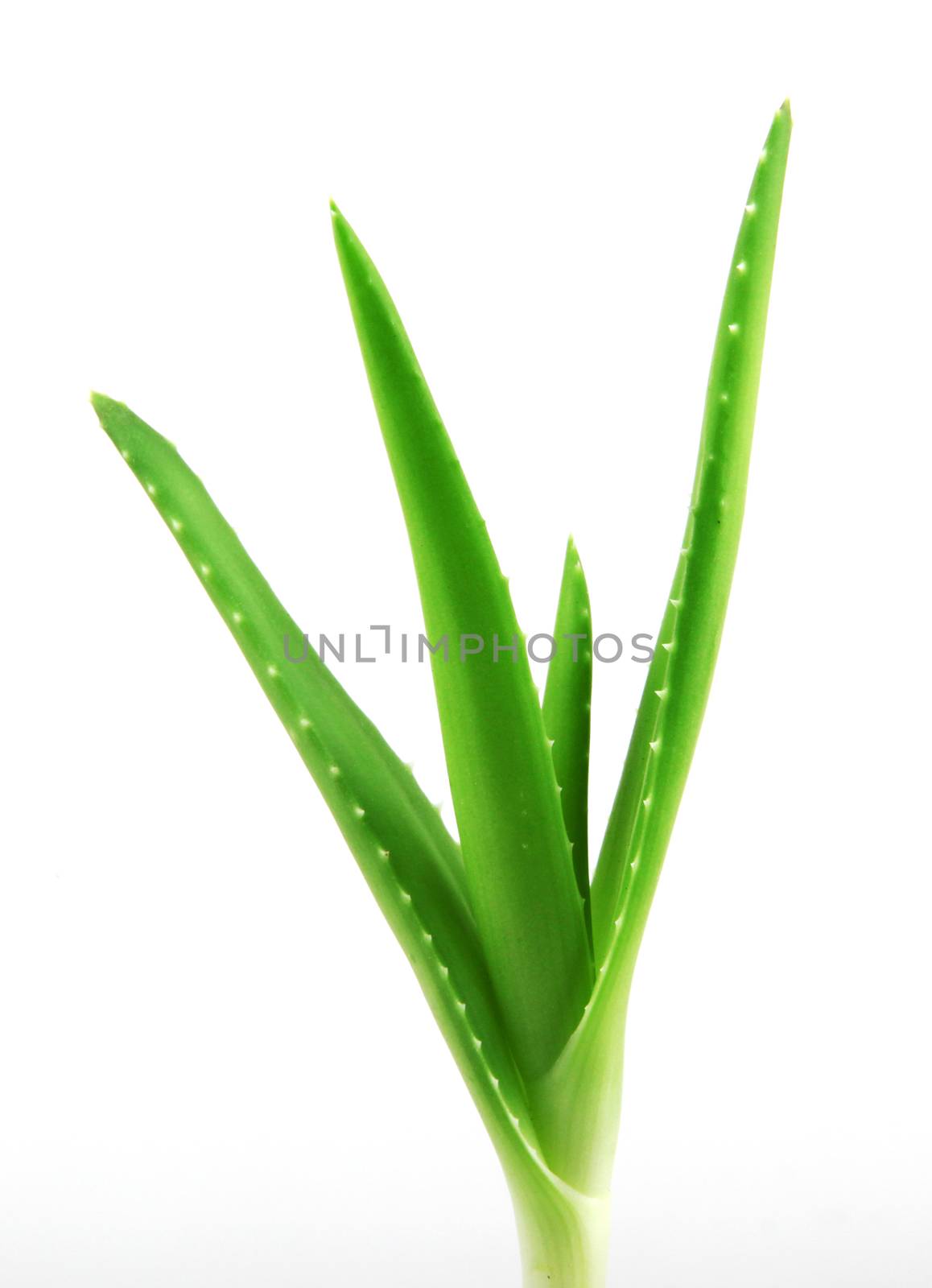 aloe vera plant.