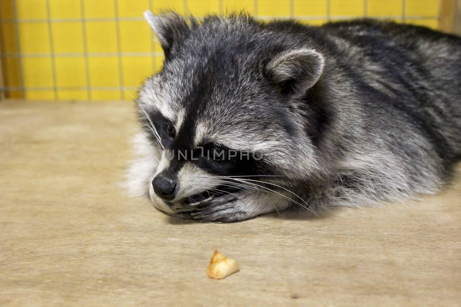 tamed  raccoon in a cage in a city manual zoo