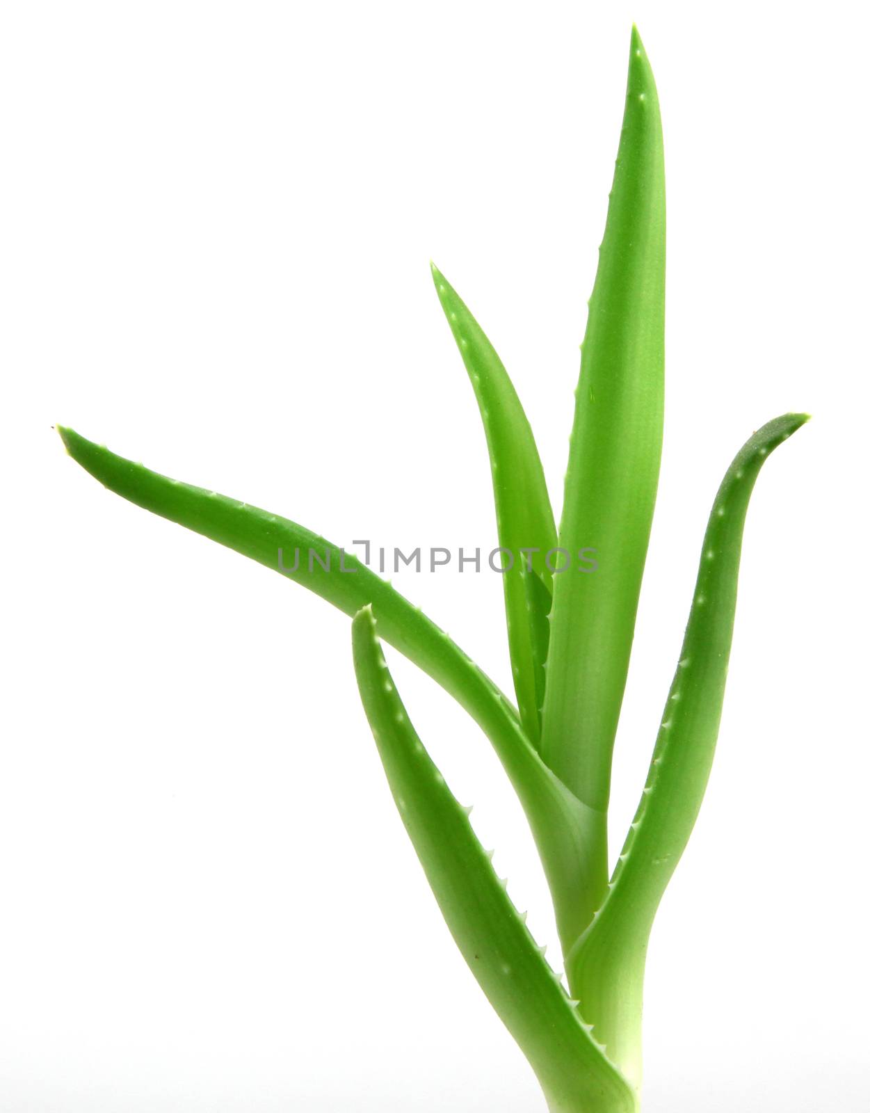 aloe vera plant.