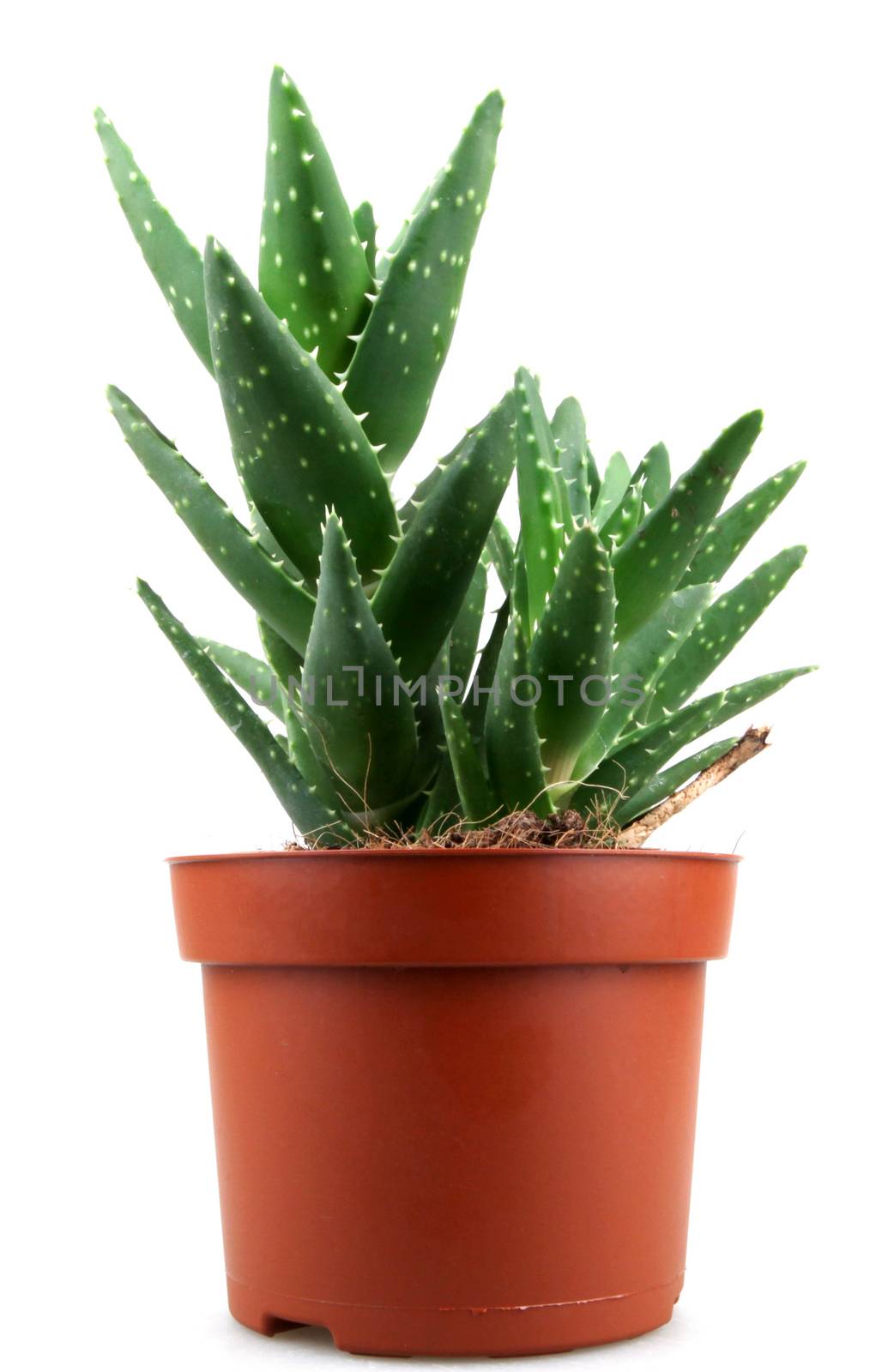 aloe vera plant