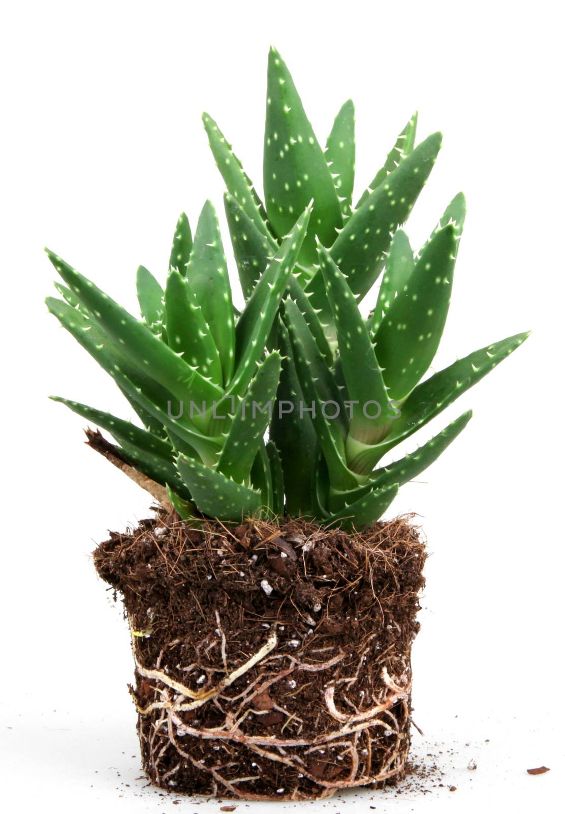 aloe vera plant