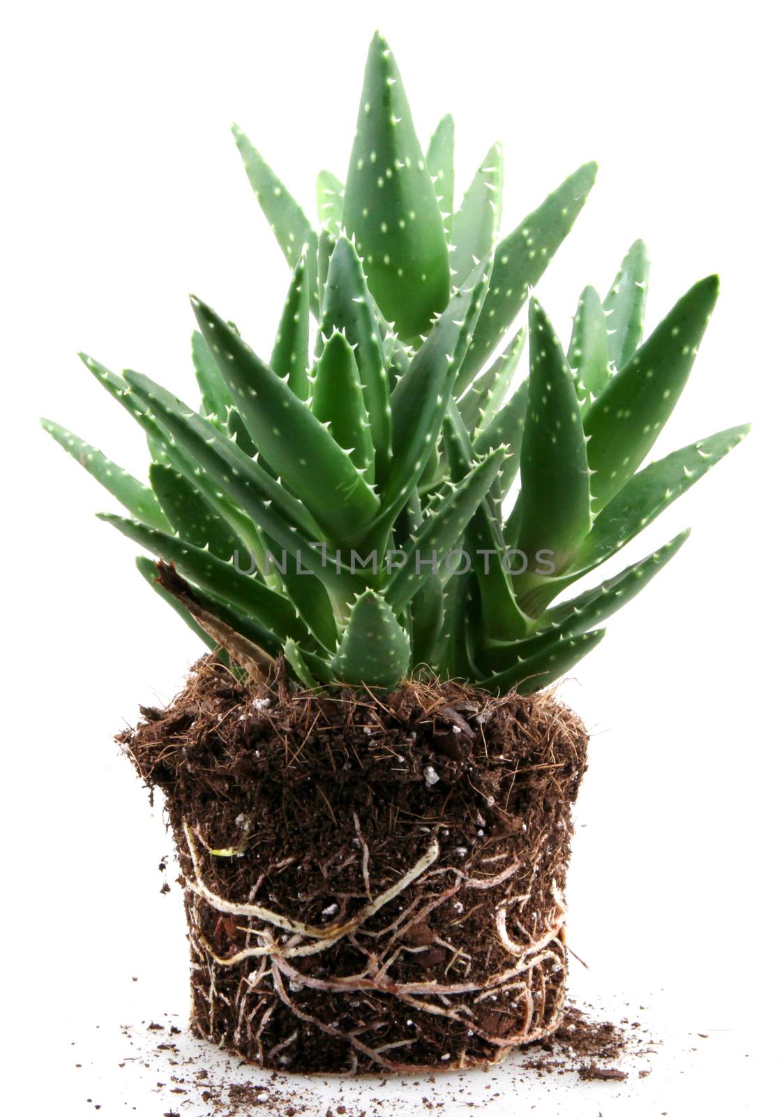 aloe vera plant