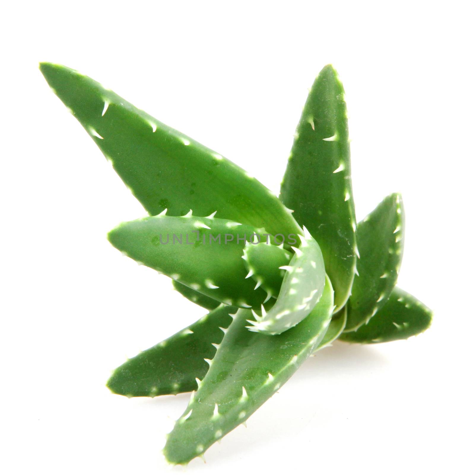 aloe vera plant