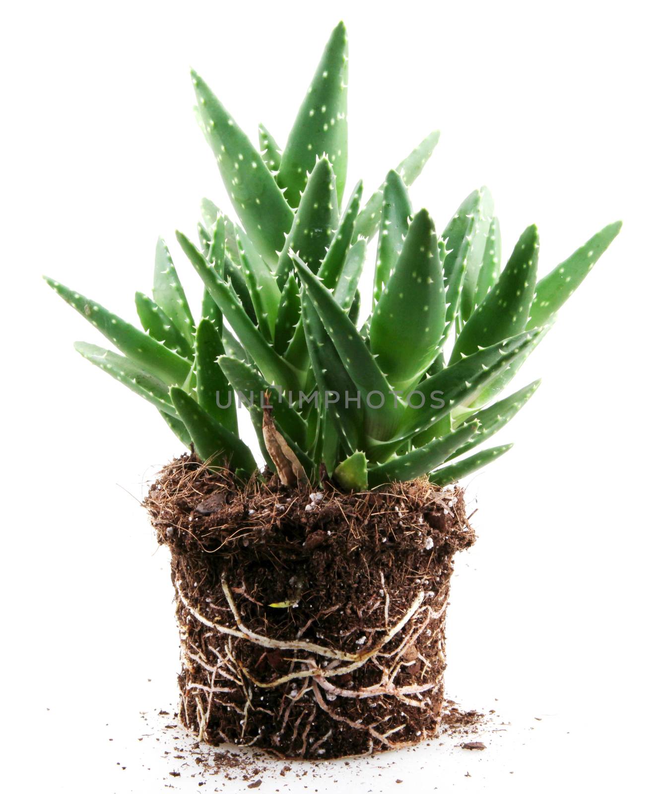 aloe vera plant