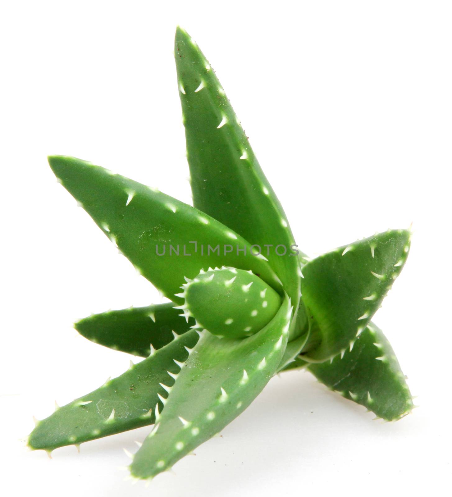 aloe vera plant