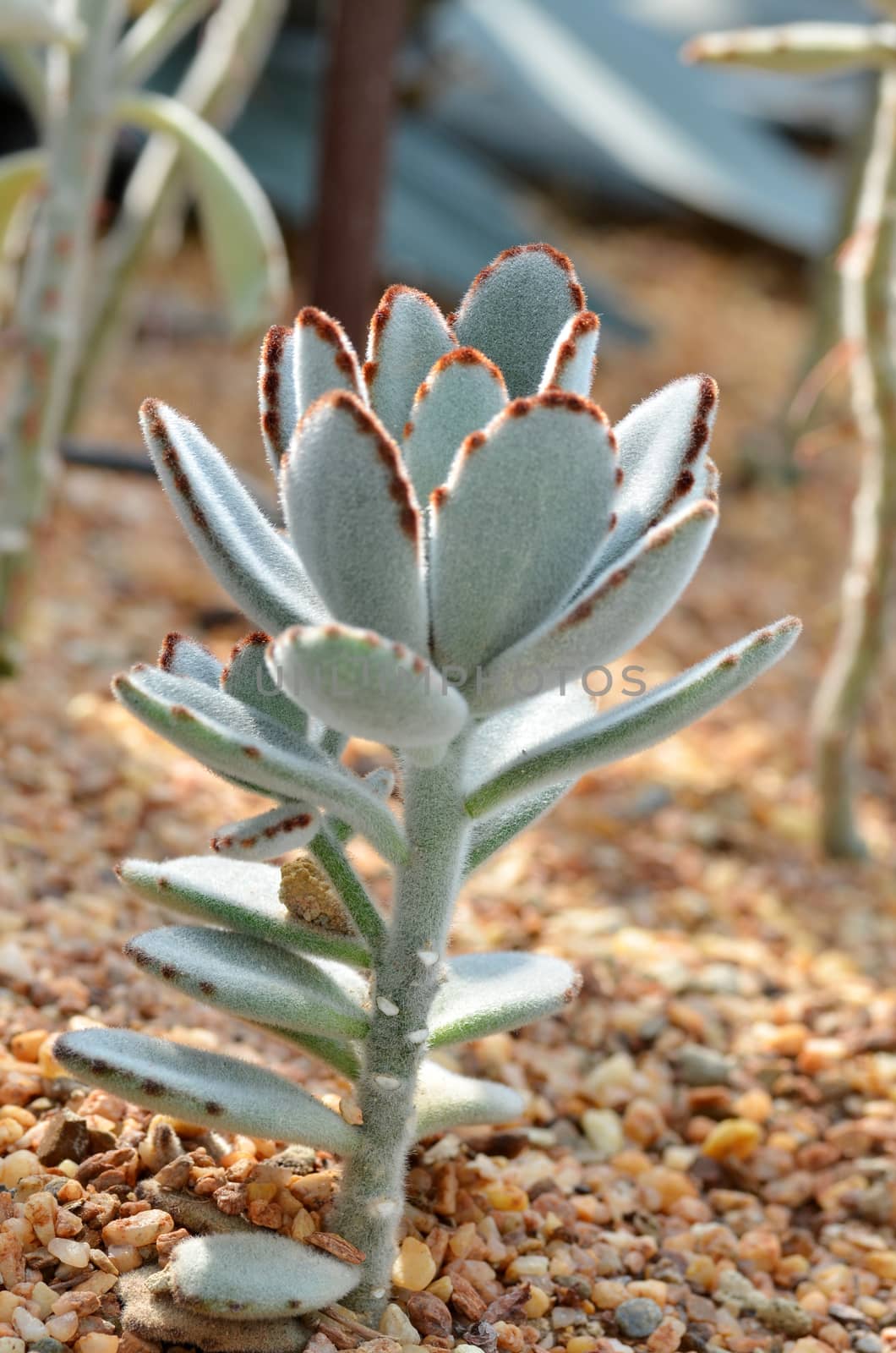 Velvety Kalanchoe Tomentosa succulent also known as panda plant and chocolate soldier by tang90246